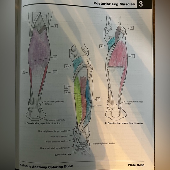 John T. Hansen Netter’s Anatomy Coloring Book 2nd Edition. WITH ACCESS CODE RN - Picture 4 of 6